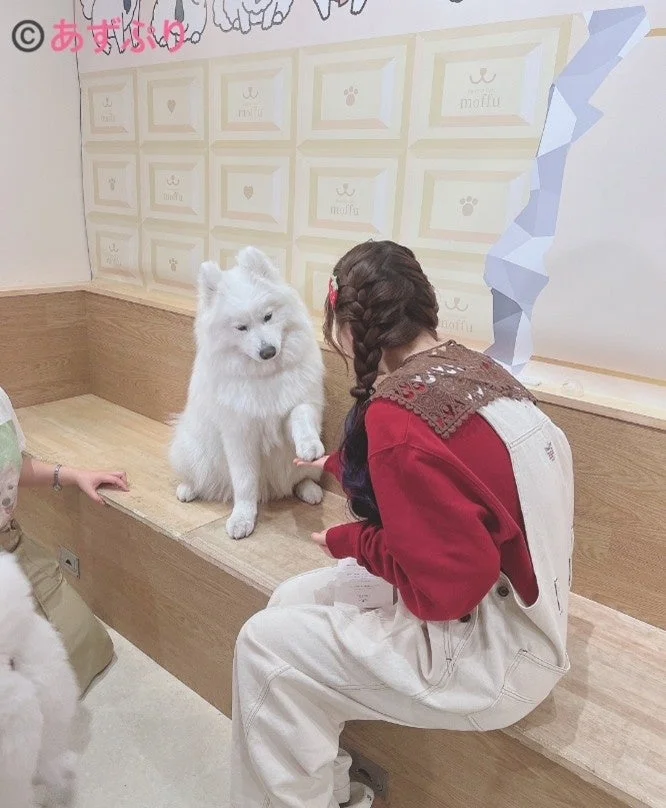 サモエド犬との触れ合い