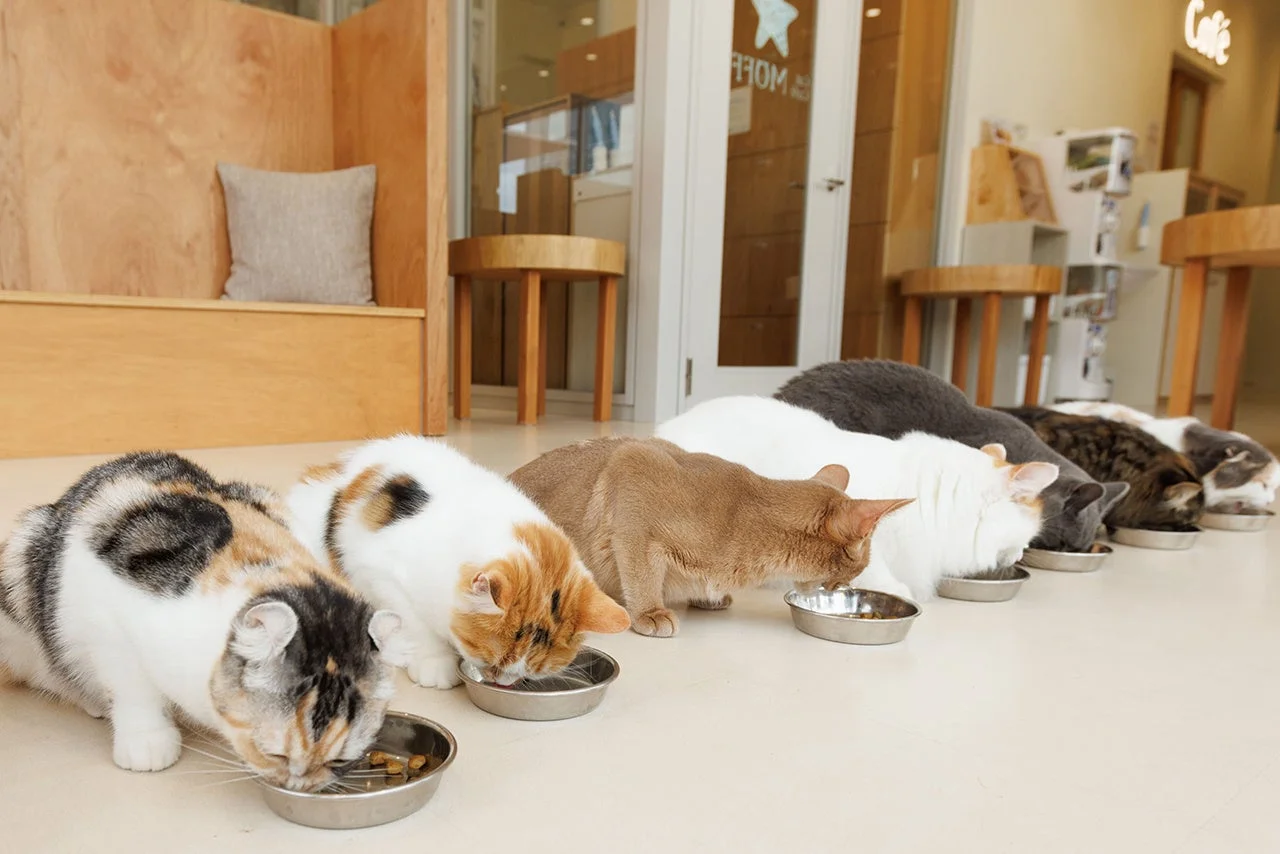 食事をする猫たち