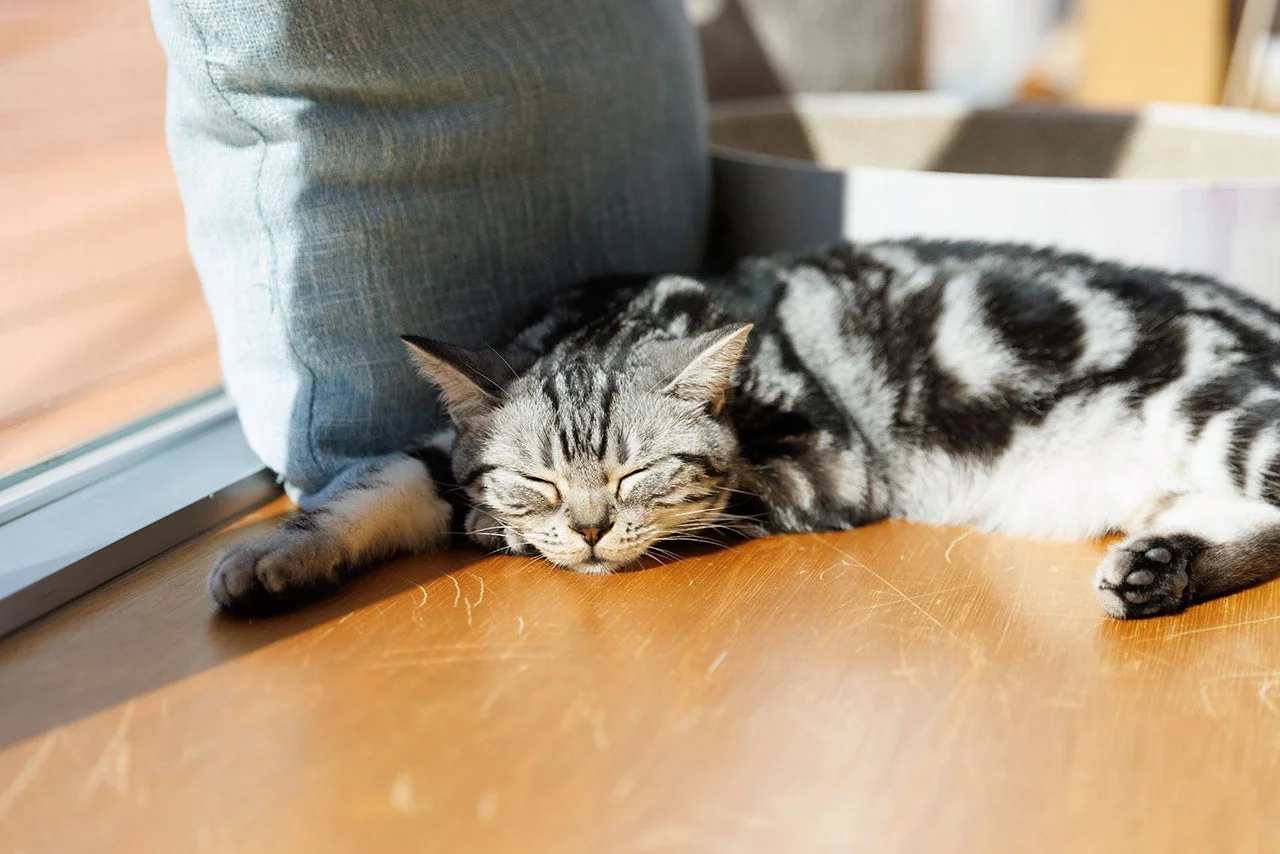 日向ぼっこで眠る猫