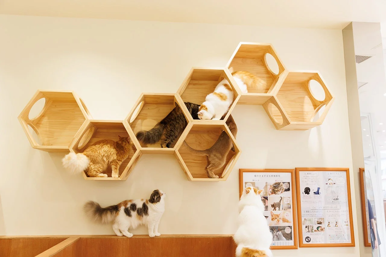 棚でくつろぐ猫たち